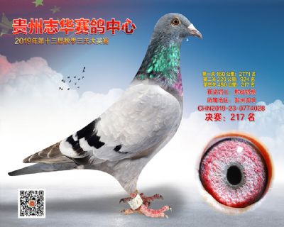 贵州志华决赛217名