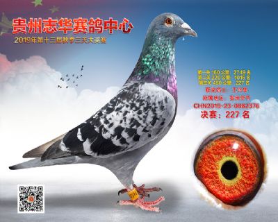 贵州志华决赛227名