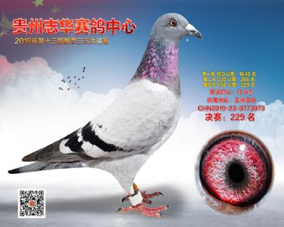 贵州志华决赛229名