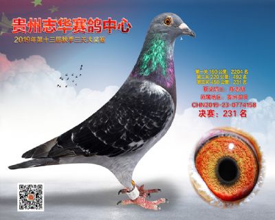贵州志华决赛231名