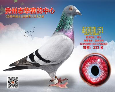 贵州志华决赛233名