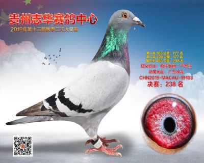 贵州志华决赛238名