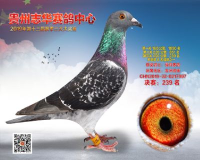 贵州志华决赛239名