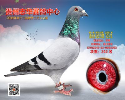 贵州志华决赛242名