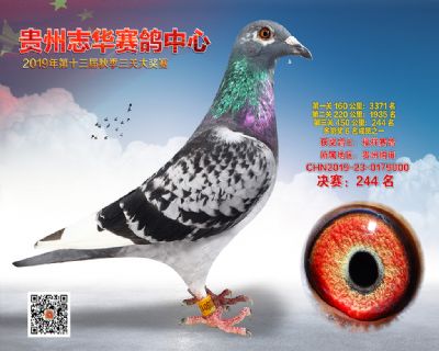 贵州志华决赛244名