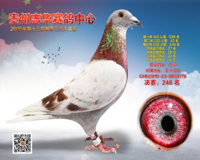 贵州志华决赛246名