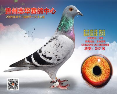 贵州志华决赛247名