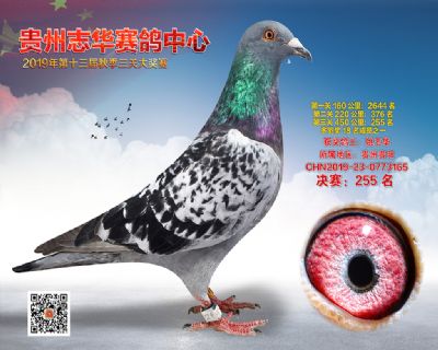 贵州志华决赛255名