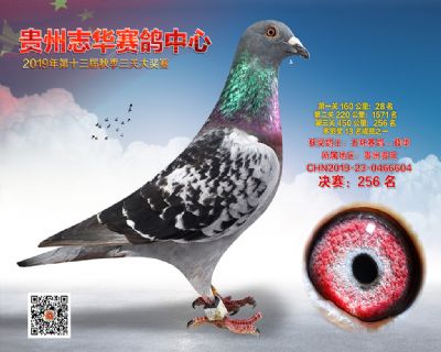 贵州志华决赛256名