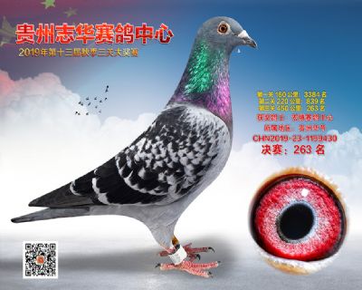 贵州志华决赛263名