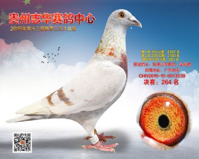 贵州志华决赛264名