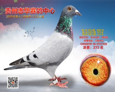 贵州志华决赛273名