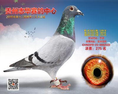 贵州志华决赛275名