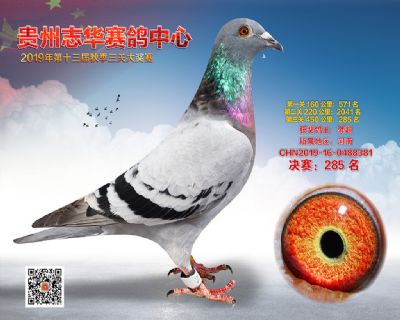 贵州志华决赛285名
