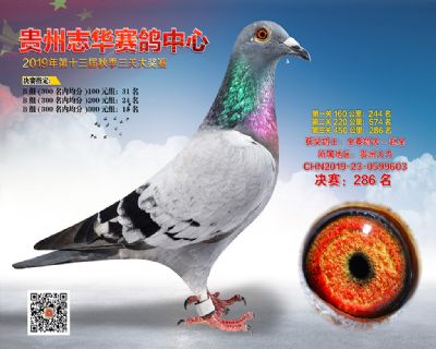 贵州志华决赛286名