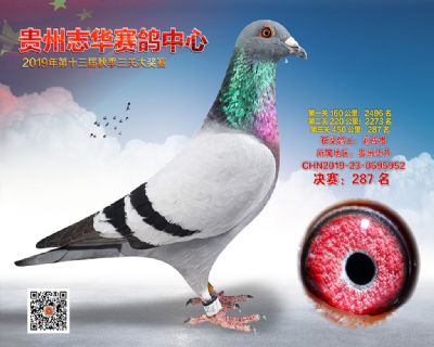 贵州志华决赛287名
