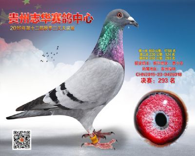 贵州志华决赛293名