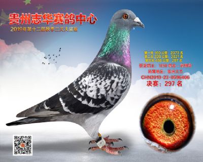 贵州志华决赛297名