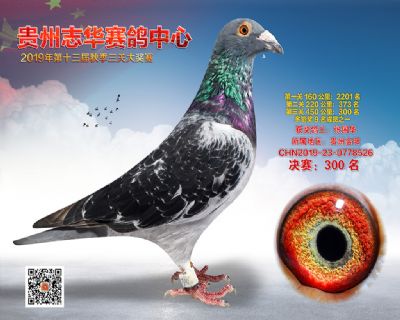 贵州志华决赛300名