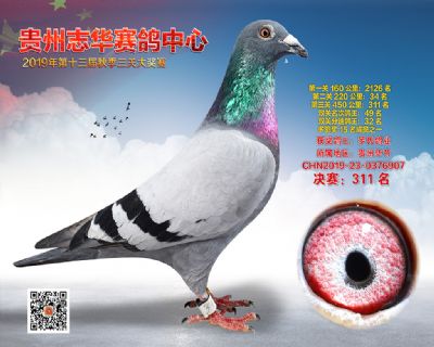 贵州志华决赛311名