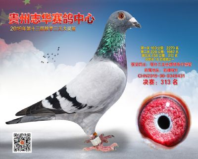 贵州志华决赛313名