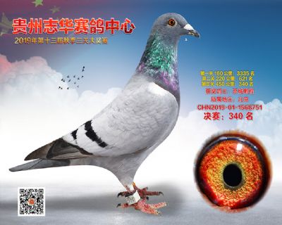 贵州志华决赛340名