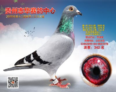 贵州志华决赛342名