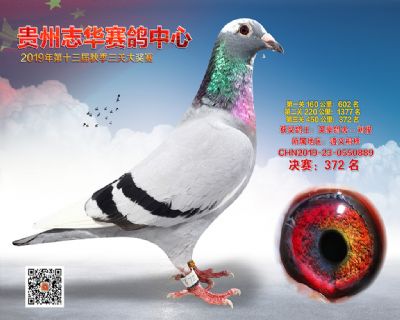 贵州志华决赛372名