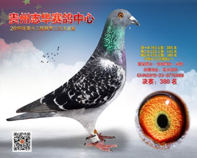 贵州志华决赛380名