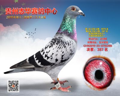 贵州志华决赛387名