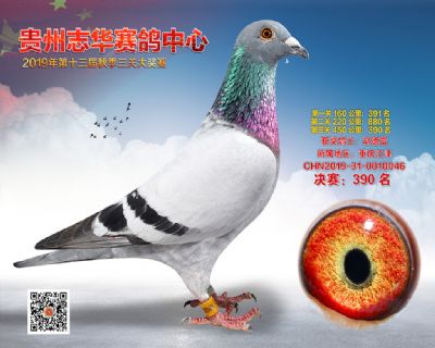 贵州志华决赛390名