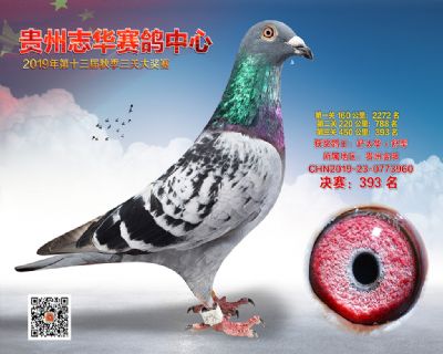 贵州志华决赛393名
