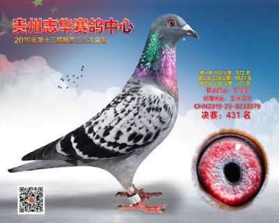 贵州志华决赛431名
