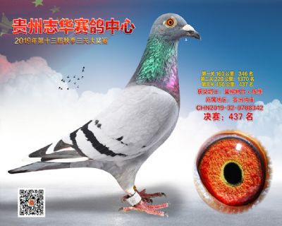 贵州志华决赛437名
