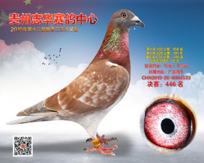 贵州志华决赛446名