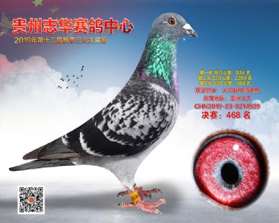 贵州志华决赛468名