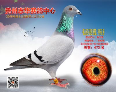 贵州志华决赛473名
