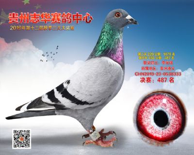 贵州志华决赛487名