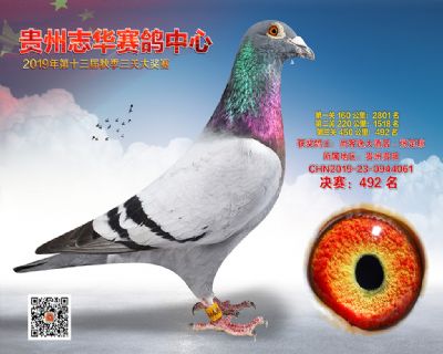 贵州志华决赛492名