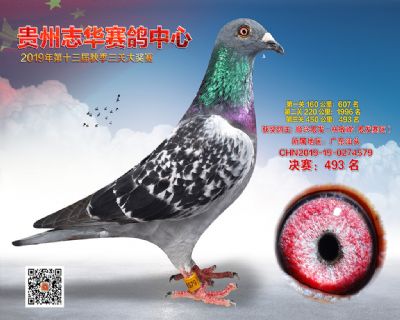 贵州志华决赛493名