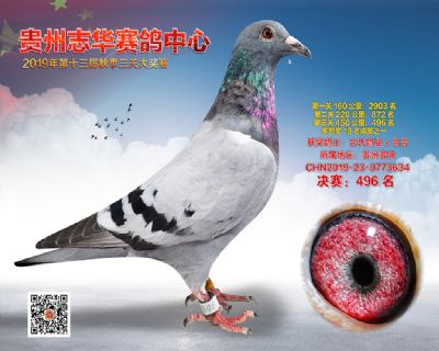贵州志华决赛496名