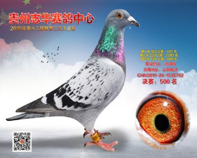 贵州志华决赛500名
