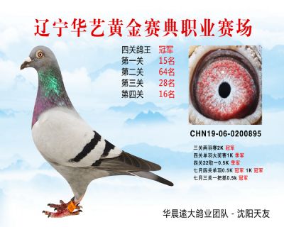 華藝黃金賽典四關鴿王冠軍
