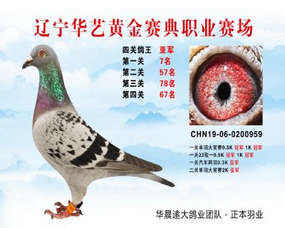 華藝黃金賽典四關鴿王亞軍
