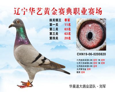 華藝黃金賽典四關鴿王季軍