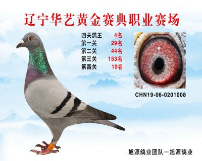 華藝黃金賽典四關鴿王4名