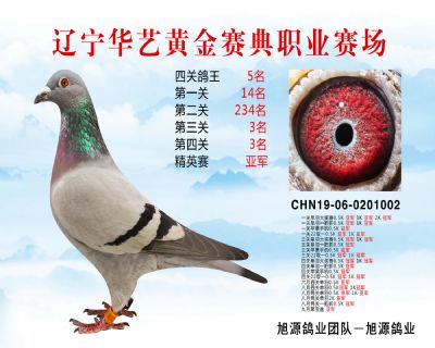 華藝黃金賽典四關鴿王5名