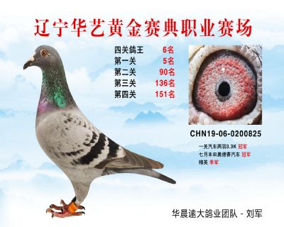 華藝黃金賽典四關鴿王6名