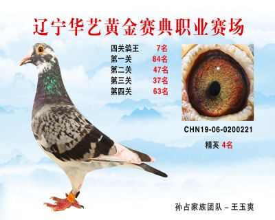 華藝黃金賽典四關鴿王7名