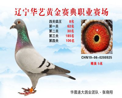華藝黃金賽典四關鴿王8名
